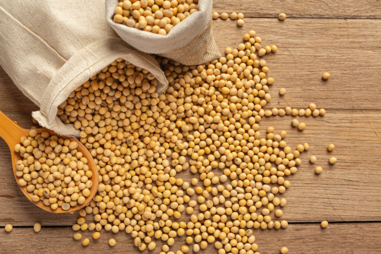 Soybean seeds on wooden floor and hemp sacks Food nutrition conc