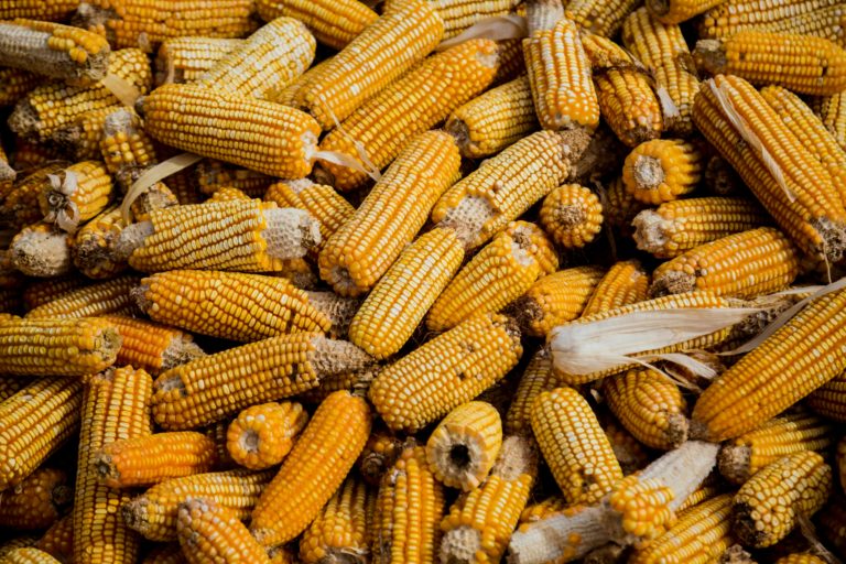 Agro e Commodities no Brasil: Pilar da Economia Nacional e Potência Global