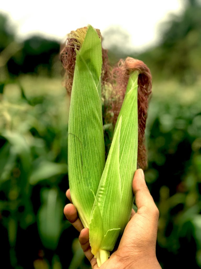 O Agro no Brasil: Pilar Econômico e Desafios para o Futuro