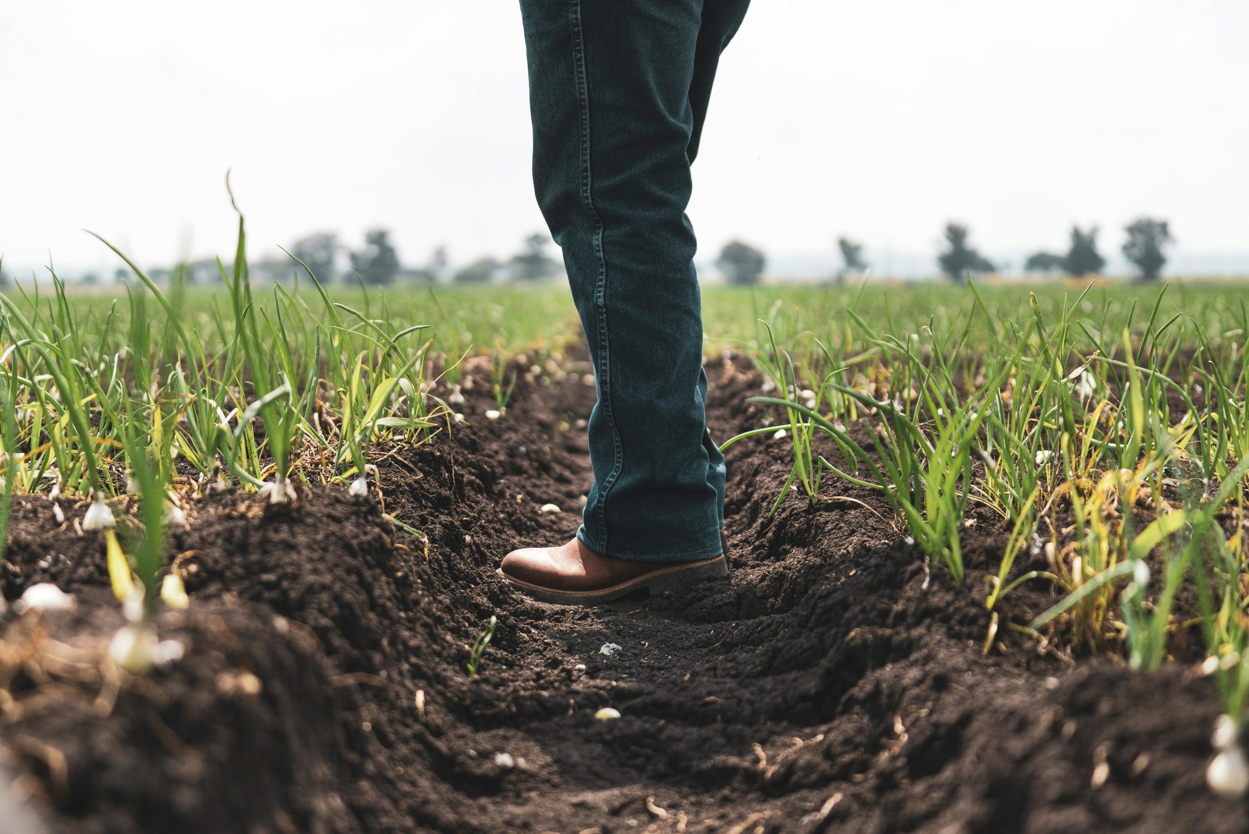 O Agronegócio no Brasil: Desafios e Oportunidades