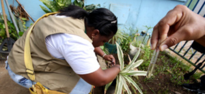 Dengue e Chikungunya em Foco: Brasil Enfrenta Desafios Após Surto Recorde em 2024